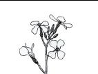 Identification_Dicot_Inflorescence