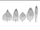 Identification_FeuilleEntier
