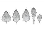Identification_FeuilleDenté