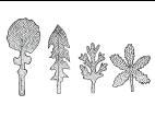 Identification_FeuilleDécoupé