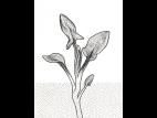 Identification_FeuilleAlterne