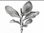 Identification_FeuilleAlterne