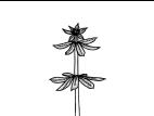 Identification_FeuilleVerticille