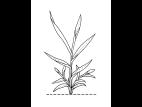 Identification_GraminéeVeg