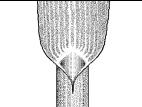 Identification_AucuneLigule
