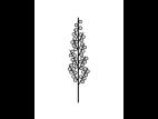 Identification_InflPanicule