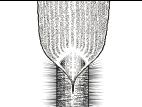 Identification_TigePubescente