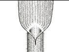 Identification_TigePubescente