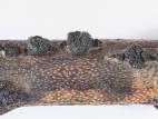 Bleuet en corymbe - Gale de tige (Gibbera vacciniicola)