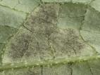 Concombre - Mildiou (Pseudoperonospora cubensis)