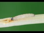 Chaetocnema hortensis_1