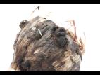 Ail - Pourriture blanche