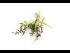 Sorbaria à feuilles de sorbier - glyphosate (9)_2