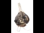 Ail - Pourriture blanche