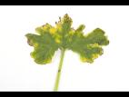 Courges - atrazine (5)_3