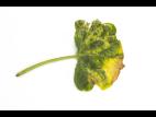 Courges - atrazine (5)_5