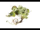Fraise - Pourriture noire des racines_11