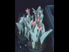 Tulipes - Vernalisation insuffisante_1