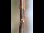 Argousier - Brûlure phomopsienne (Diaporthe eres)