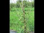 Cerise - Tache foliaire (Blumeriella jaapii)_1