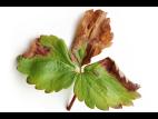 Fraise - Dépérissement neopestalotiopsien (Neopestalotiopsis sp. )_5