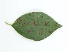 Cerise - Tache foliaire (Blumeriella jaapii)_5
