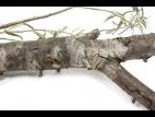 Argousier - Brûlure phomopsienne (Diaporthe eres)