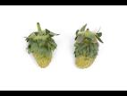Fraise - Phyllodie_1