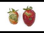 Fraise - Phyllodie_2