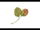 Fraise - Brûlure des feuilles (Paraphomopsis obscurans)_1