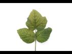 Framboise - pH bas (acide)_1