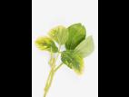 soya - glyphosate (9)_13
