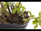 Mûre - Tumeur du collet (Agrobacterium tumefaciens)_1