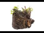 Mûre - Tumeur du collet (Agrobacterium tumefaciens)_2