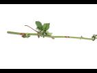 Mûre - Chancre de la tige (Botrytis cinerea)_1