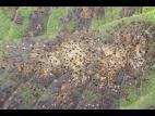 Pomme - Chute des feuilles causée par Marssonina (Diplocarpon coronariae)