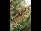 Arbres de Noël (sapins) - Brûlure des pousses (Delphinella sp.)