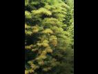 Arbres de Noël (sapins) - Brûlure des pousses (Delphinella sp.)