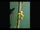 Cuscutes(Cuscuta)_4