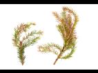 Épinettes_dicamba (4)_2