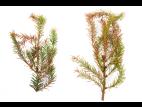 Épinettes_dicamba (4)_1