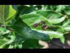 Pomme - cuivre (sulfate de cuivre tribasique) (M1)_4