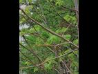 Tilleuls_dicamba (4)_5