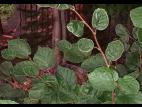 Noisetier - dicamba (4)_2