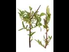 Bleuet en corymbe_glyphosate (9)_6