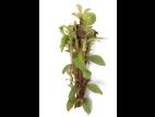 Bleuet en corymbe_glyphosate (9)_9