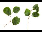 Noisetier - dicamba (4)_1