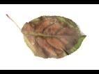 Pomme_calcium (Ca)_4