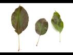Pomme - cuivre (sulfate de cuivre tribasique) (M1)_3