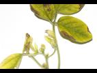 Soya - thiencarbazone-méthyle (2)_3